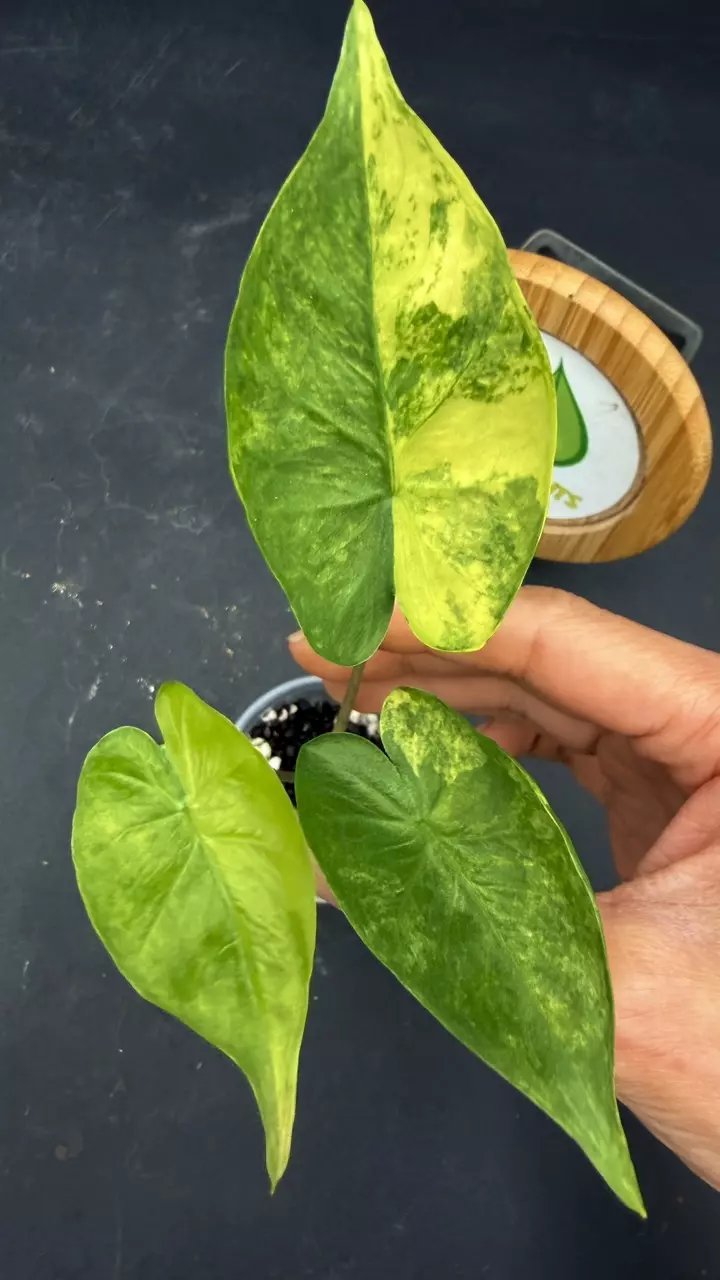 Alocasia Shock Treatment Aurea thumbnail