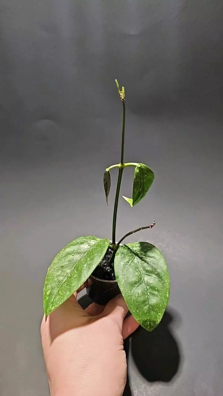 Hoya coriaciae silver thumbnail