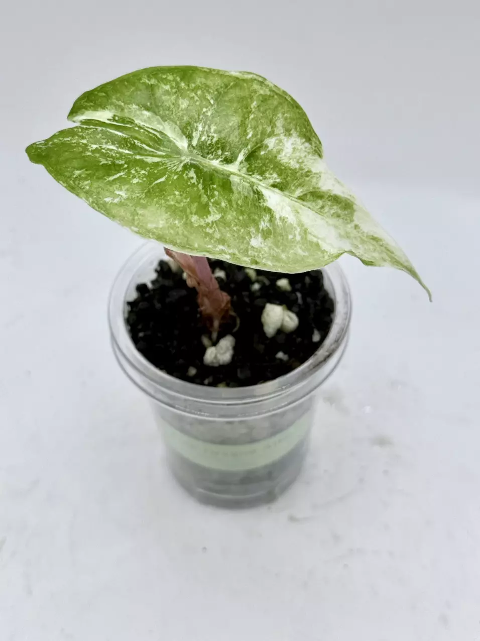 Alocasia Pink Dragon albo pup from corm thumbnail