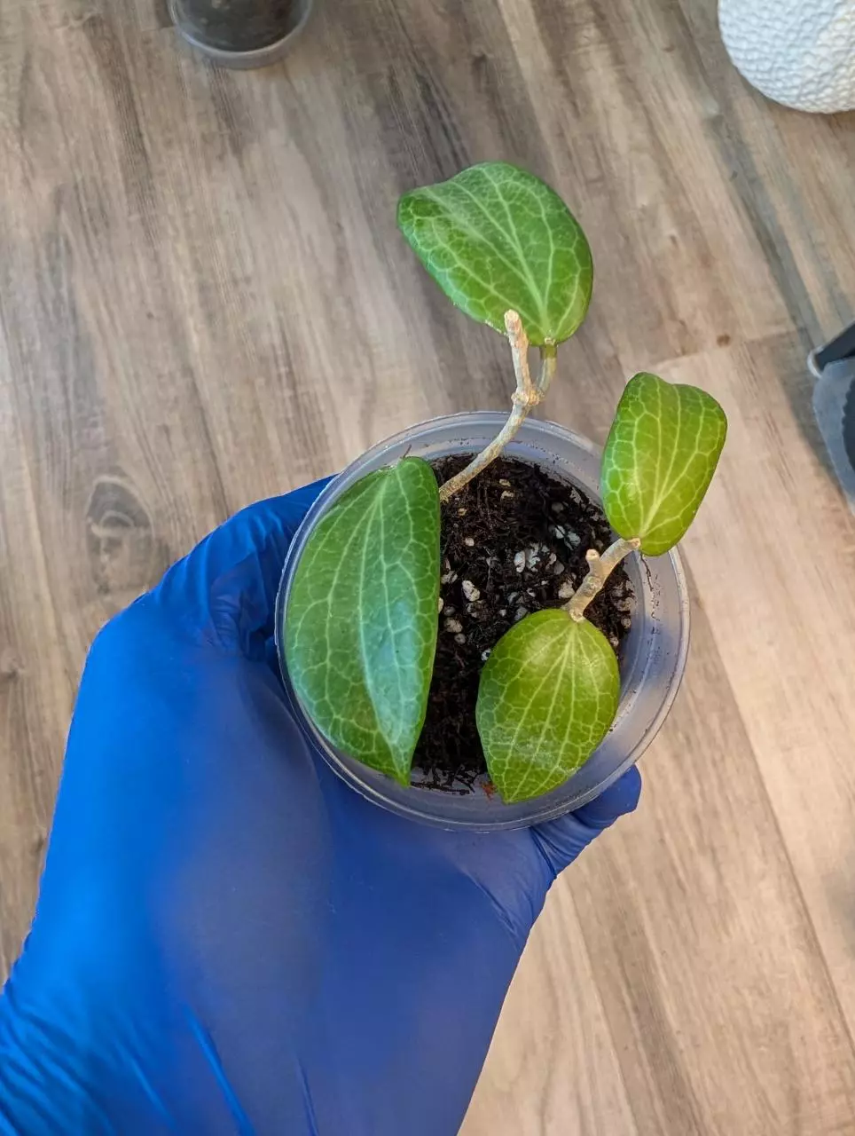 Hoya Fitchii thumbnail