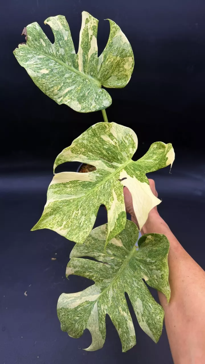 Monstera Deliciosa Legacy thumbnail