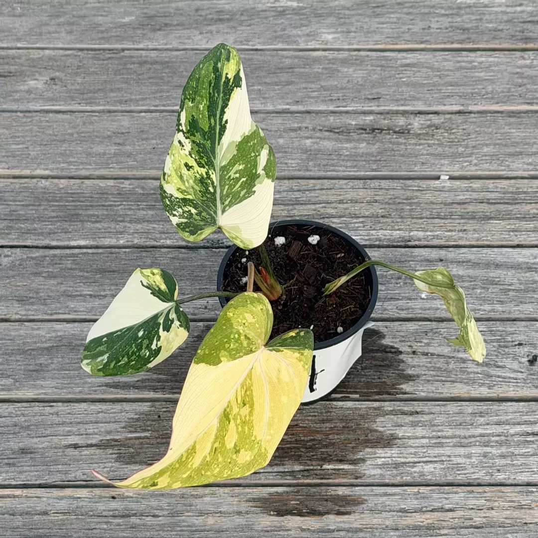 Variegated gloriosum type 2 thumbnail