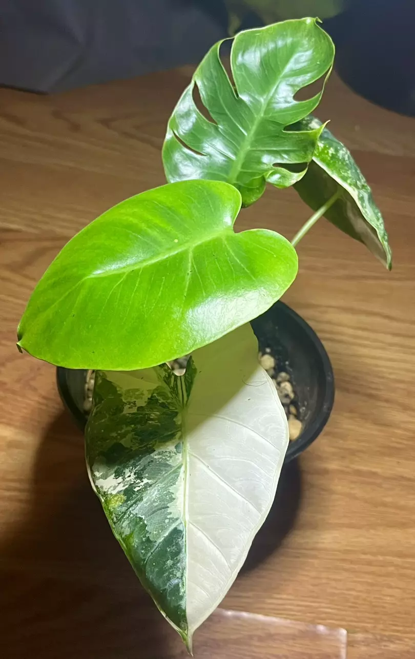 Swiss Cheese Varigated Monstera and Alocasia Frydek Combo thumbnail