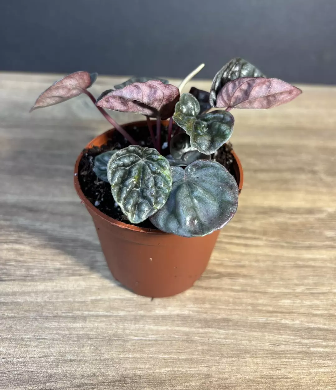 Peperomia Luna Red 3” - grower’s choice thumbnail