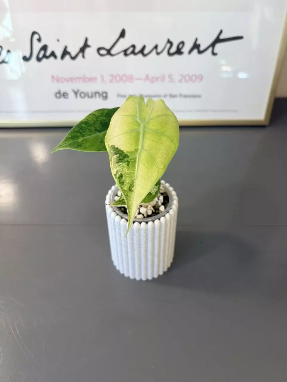 Variegated Alocasia Pink Dragon Albo thumbnail