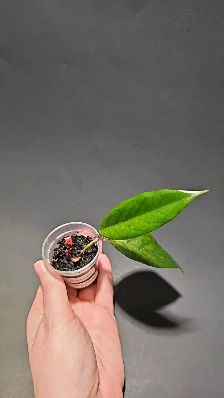 Hoya AH April thumbnail