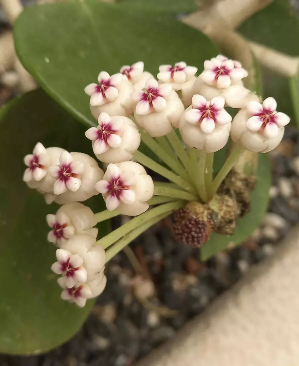 6” Hoya Pachyclada thumbnail