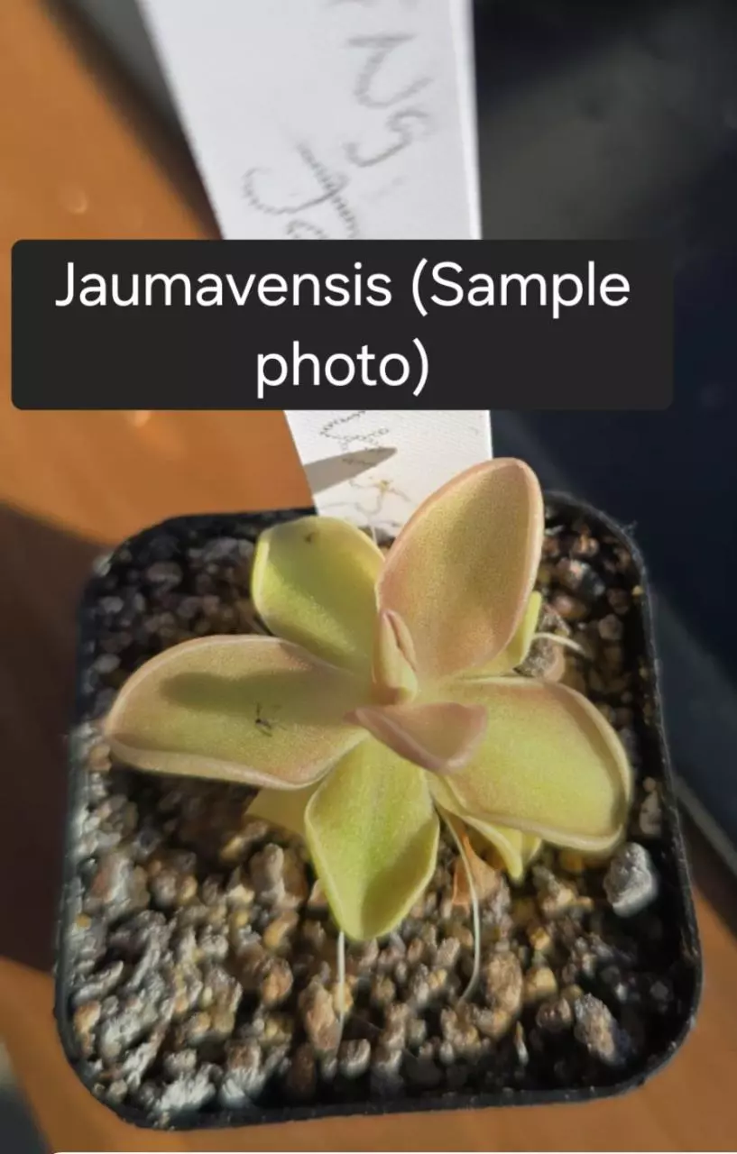 Ping Jaumavensis thumbnail