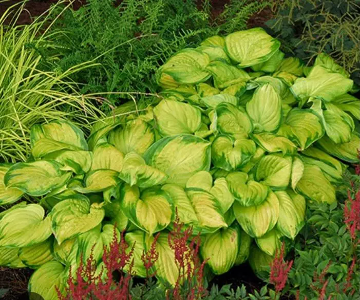 Hosta stained glass thumbnail