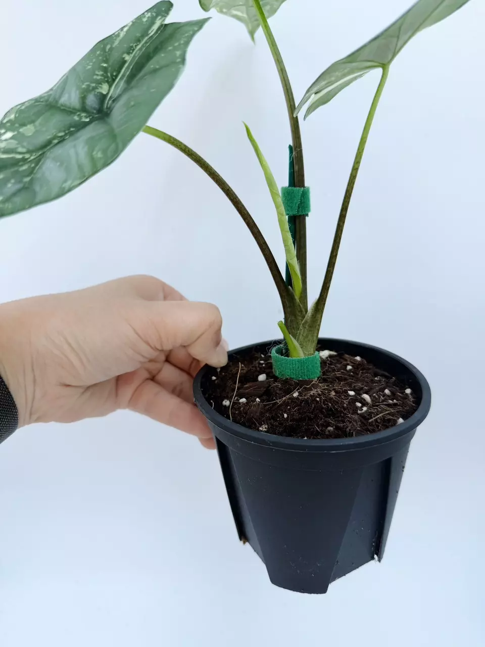 Alocasia 'Simpo' variegated (Albo) thumbnail