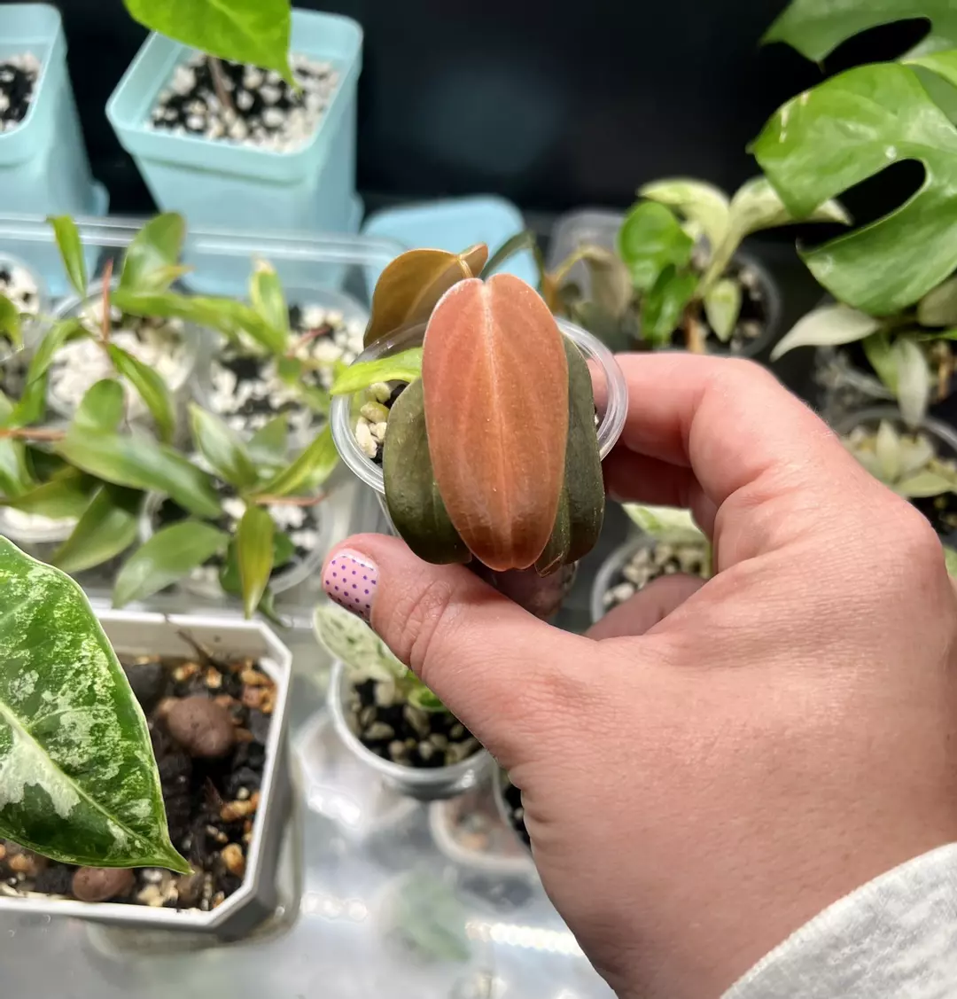 Philodendron Gigas thumbnail