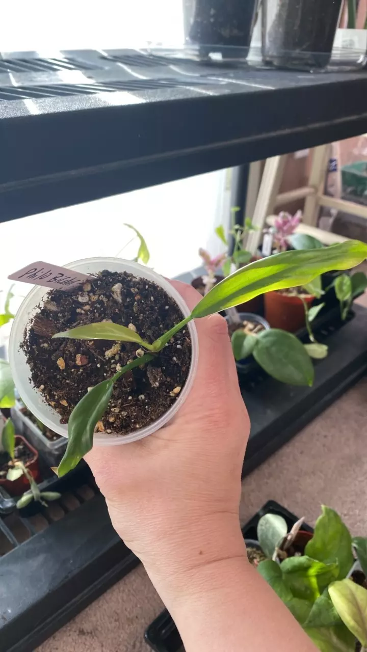 Philodendron Bicolor thumbnail