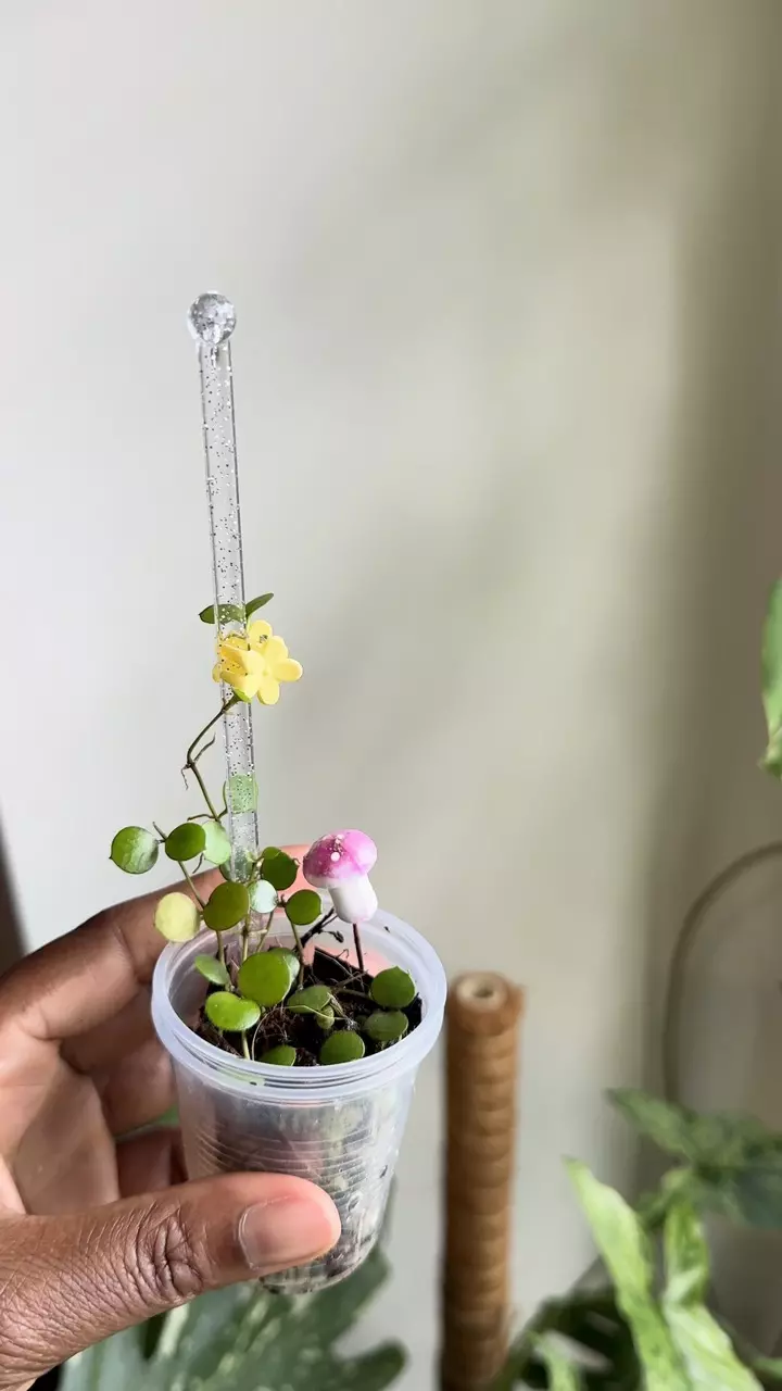 Hoya Peltata thumbnail