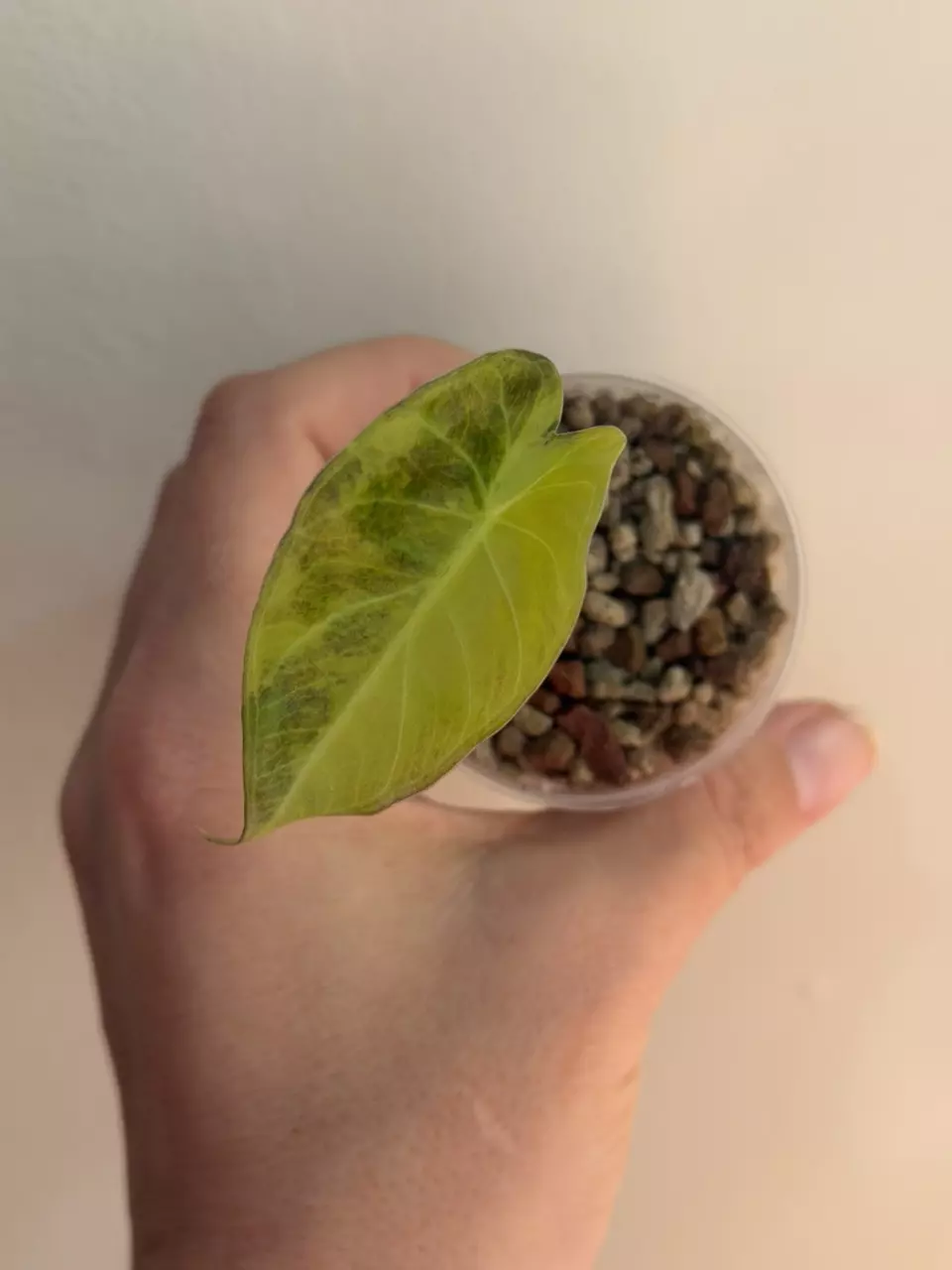 Alocasia Regal Shield Aurea Pup! 💚💛💚 thumbnail