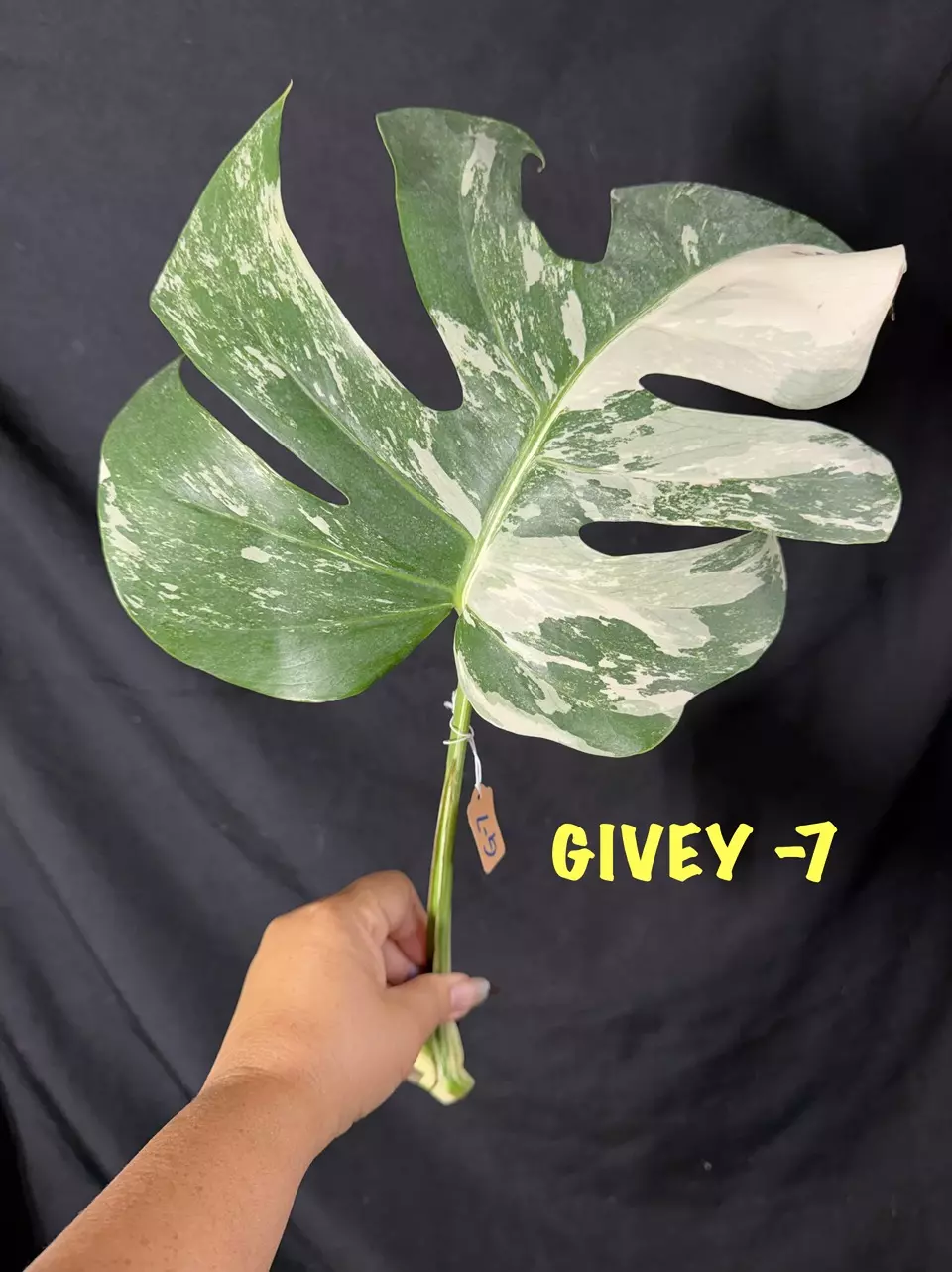 GIVEY  Free w/$50 purchase thumbnail