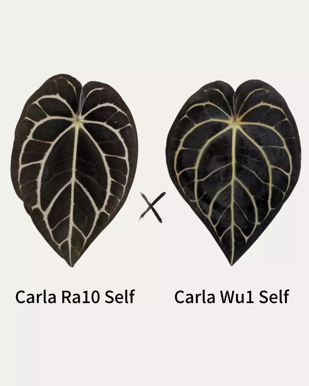 Carlablackiae cross - Ra10 self x Wu1 self (Grower's choice) thumbnail