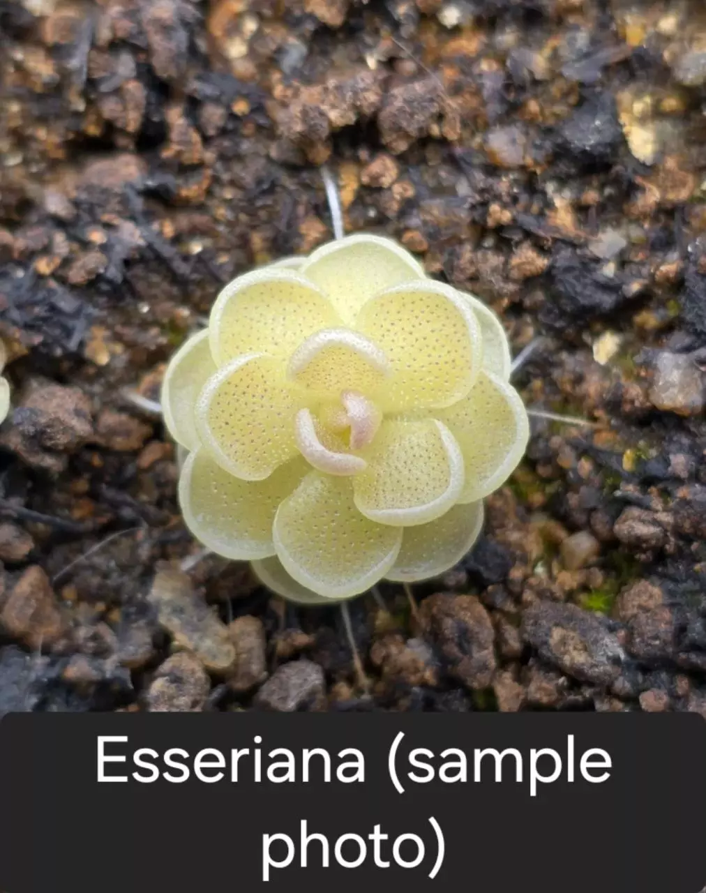 Ping Esseriana thumbnail