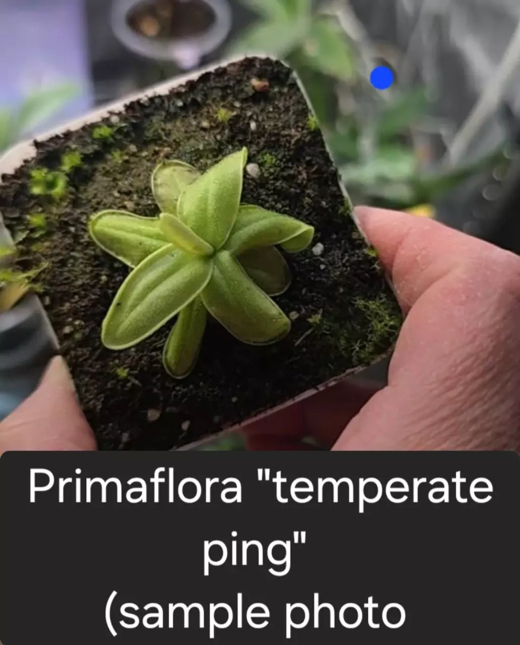 Ping primaflora temperate ping thumbnail