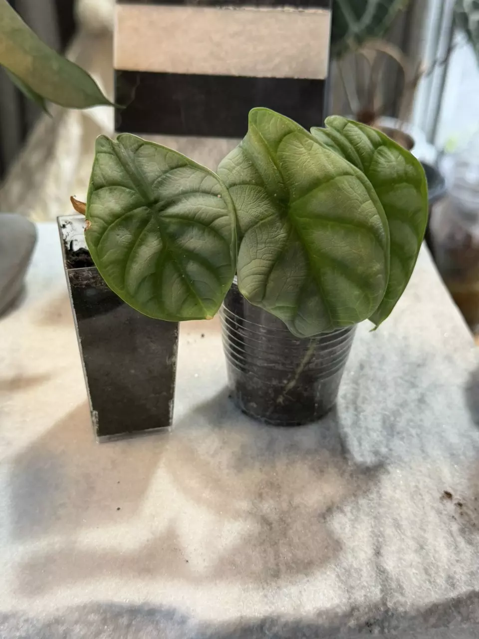 Alocasia Silver Dragon Scale thumbnail