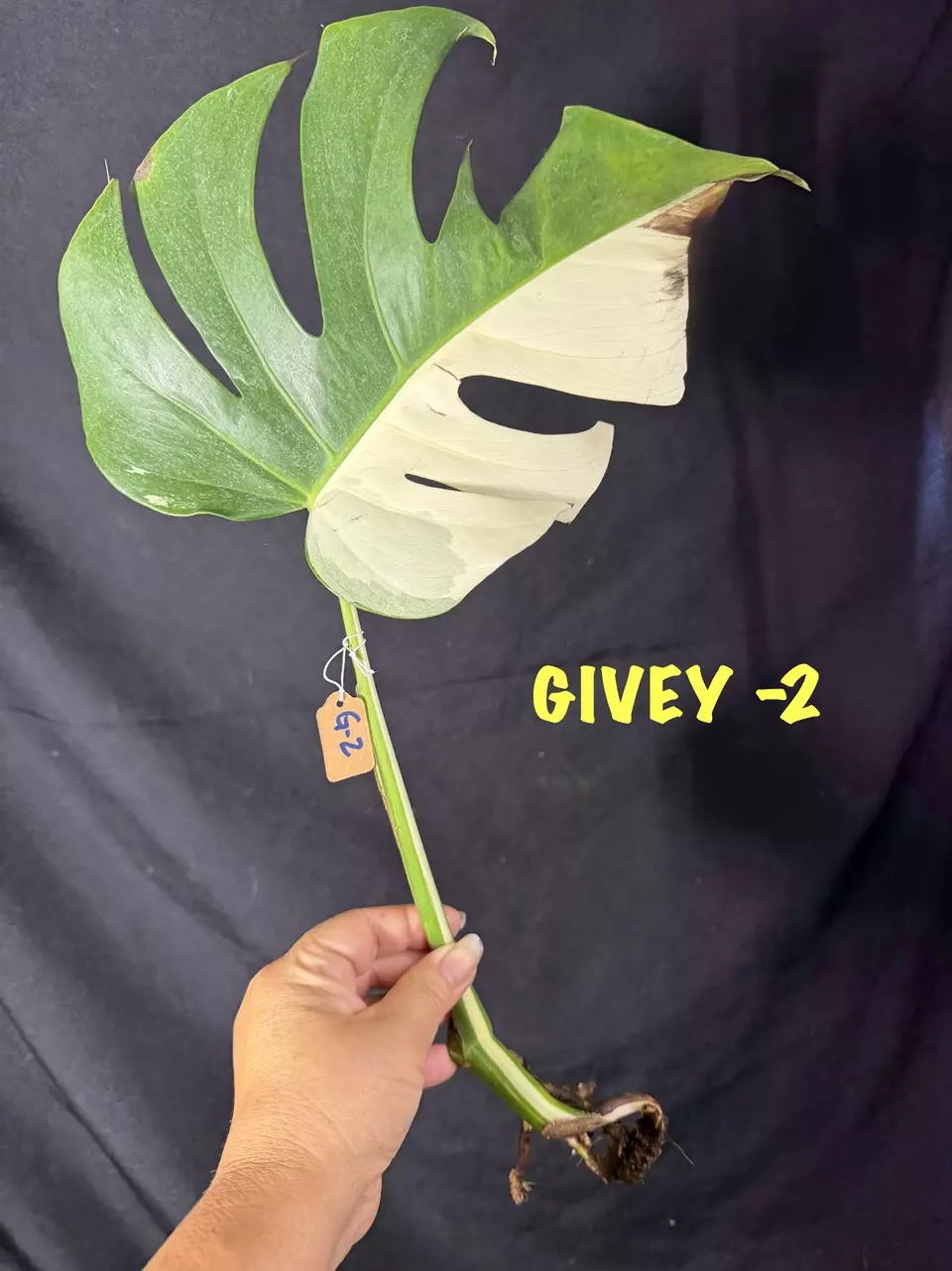 🔥🔥GIVEY ADD ON 🔥🔥- FREE W/ $50 Purchase thumbnail