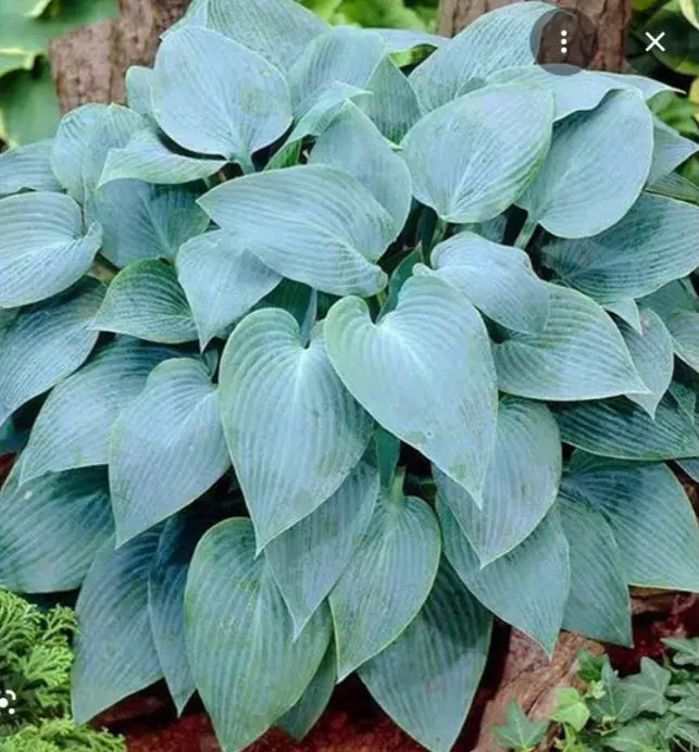 Hosta frgrant blue thumbnail