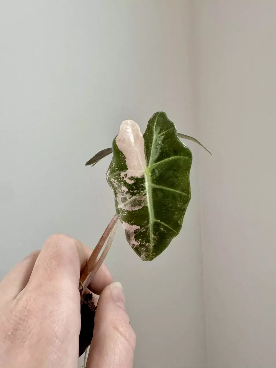 Alocasia Pink Polly thumbnail