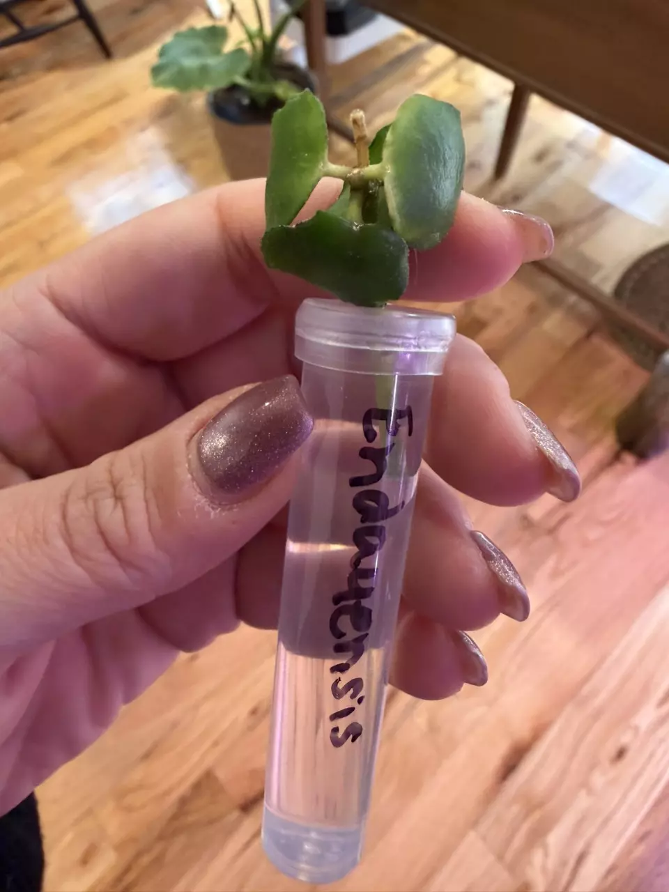 Endauensis Hoya thumbnail