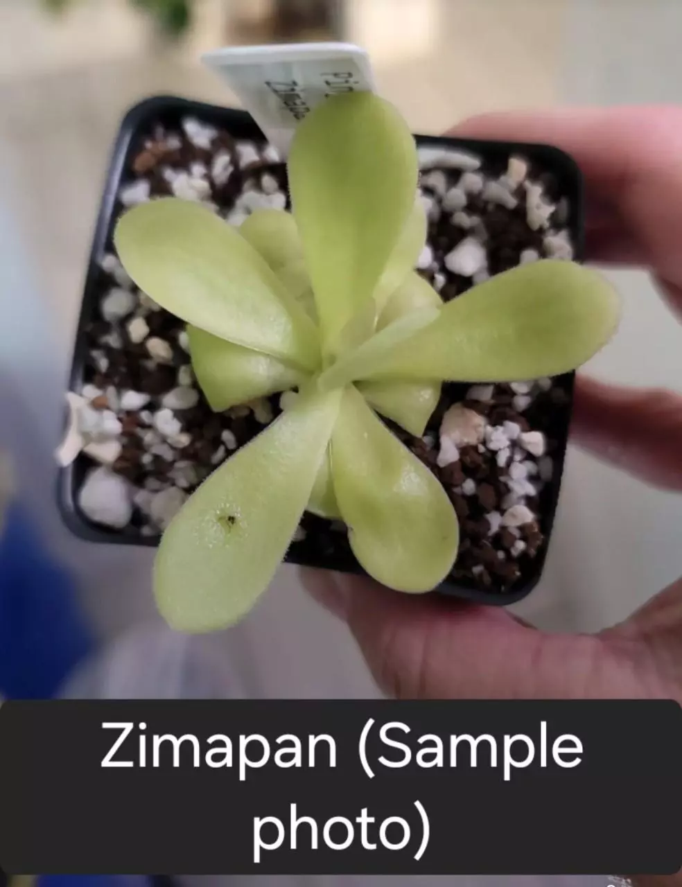 Ping Zimapan thumbnail