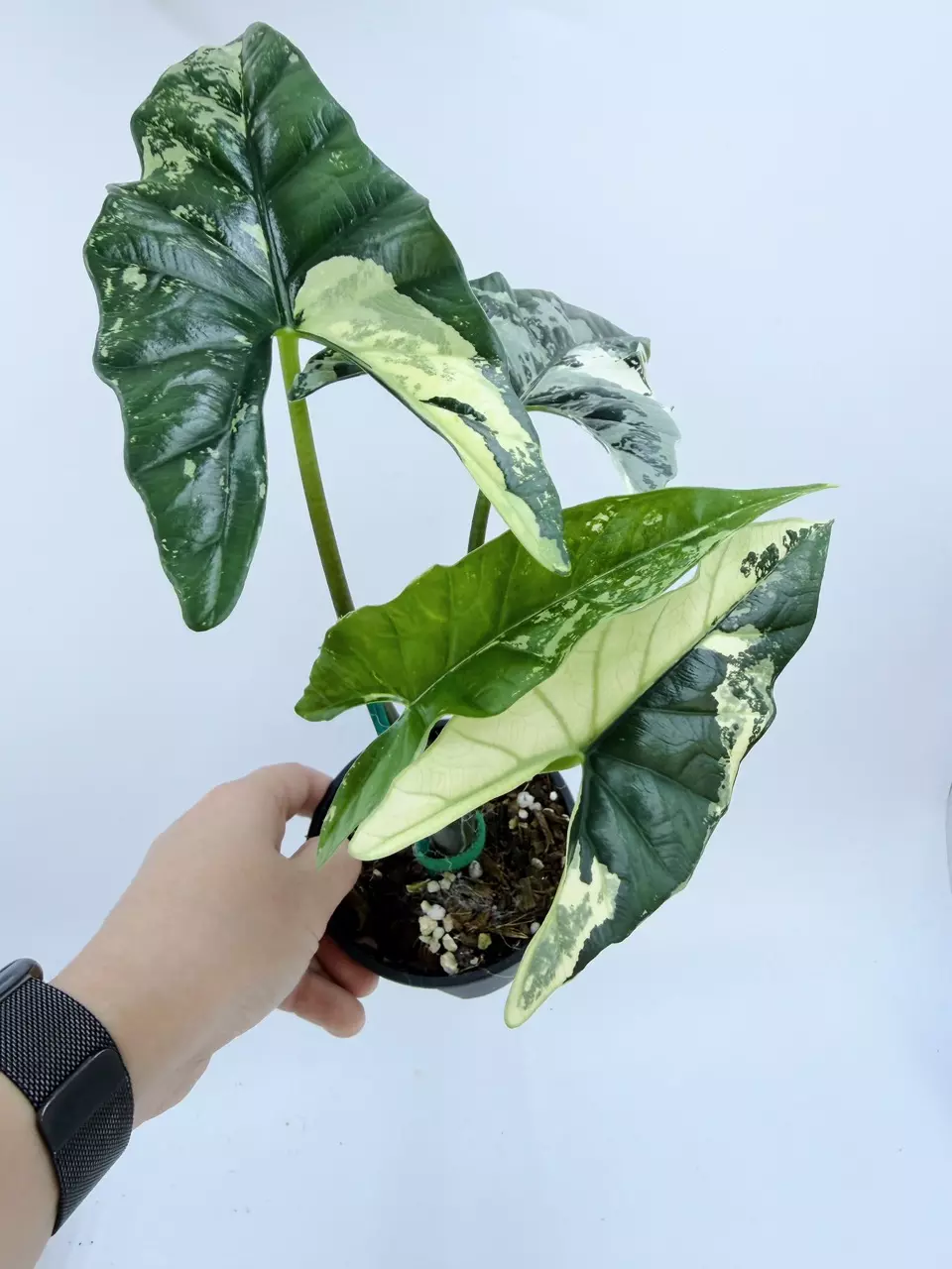 Alocasia 'Simpo' variegated (Albo) thumbnail