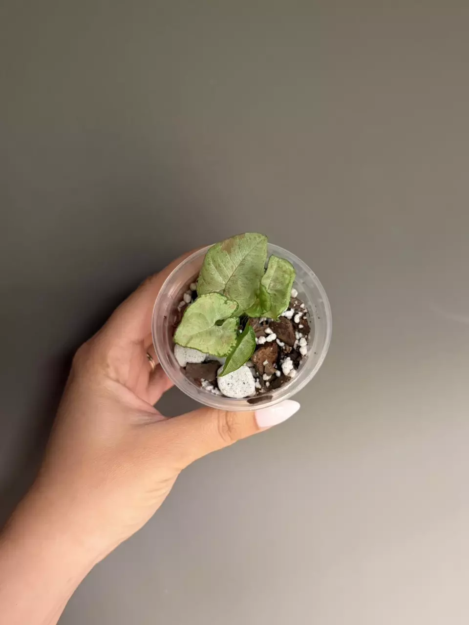 Syngonium Milk Confetti thumbnail