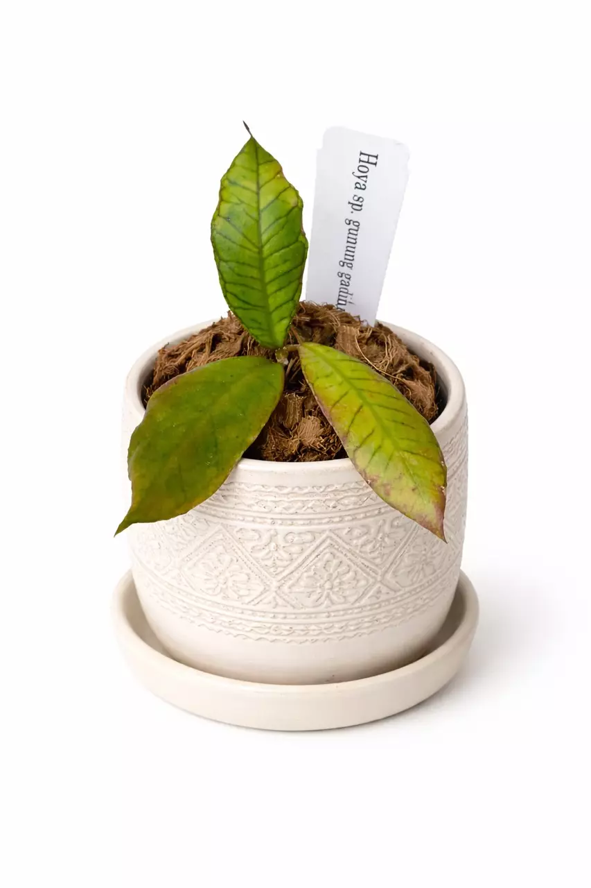 3” Hoya Gunung Gading thumbnail