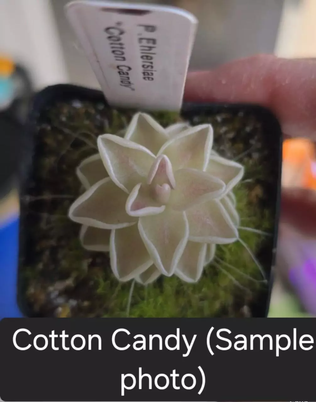 Ping cotton candy thumbnail