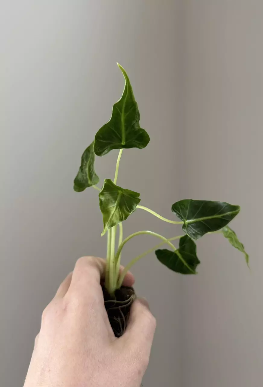 Alocasia Frydek Tattoo thumbnail