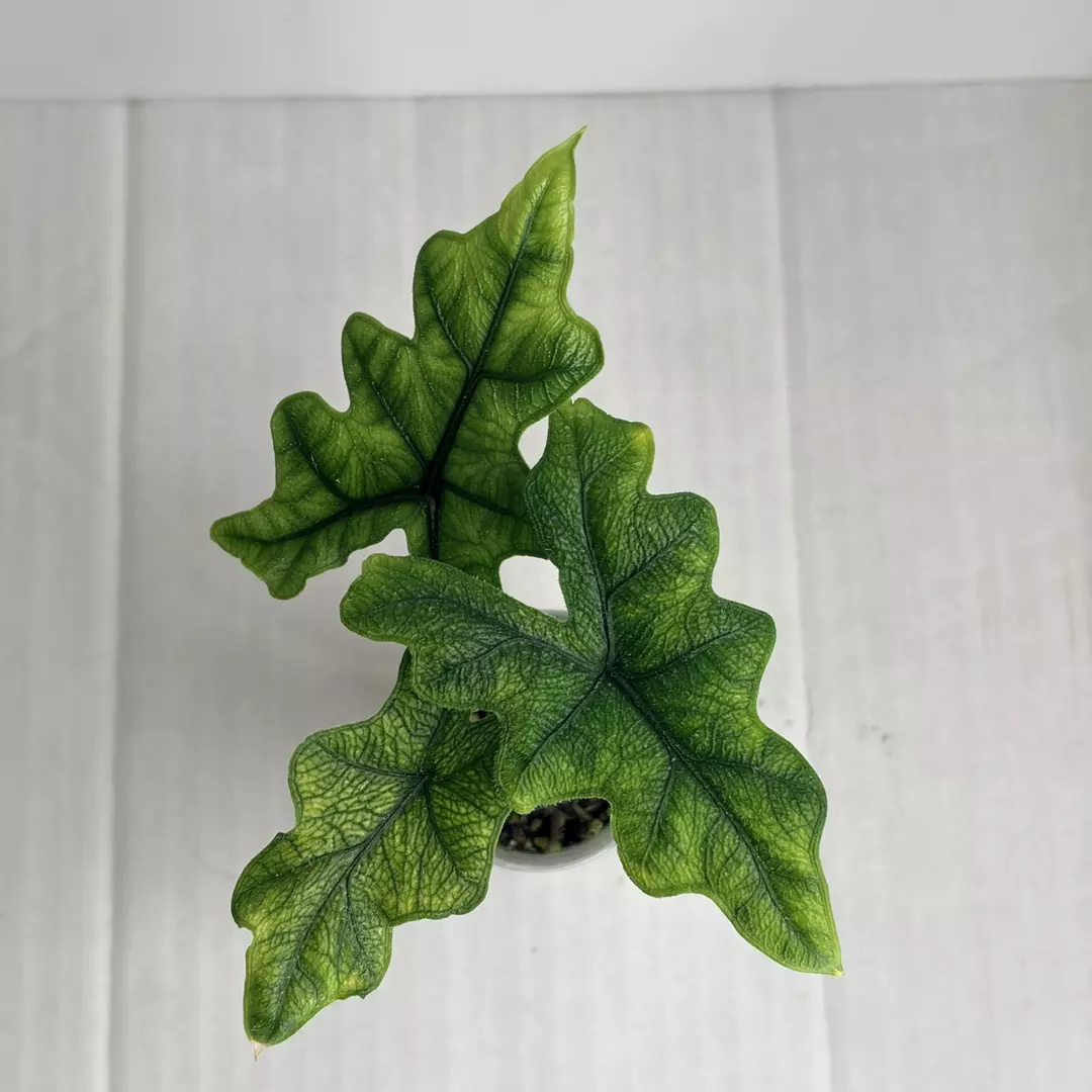 Alocasica Jacklyn thumbnail