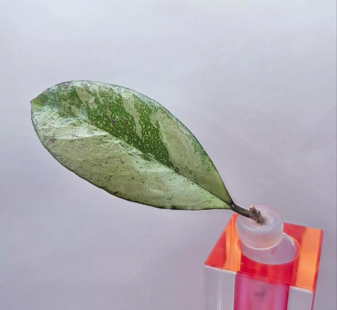 Hoya Blizzard Cutting Short Stem Lightly rooted thumbnail