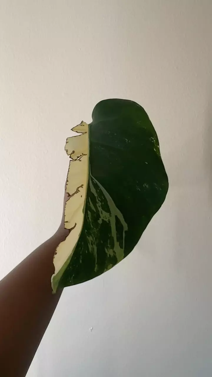 Monstera Albo Unrooted Node thumbnail