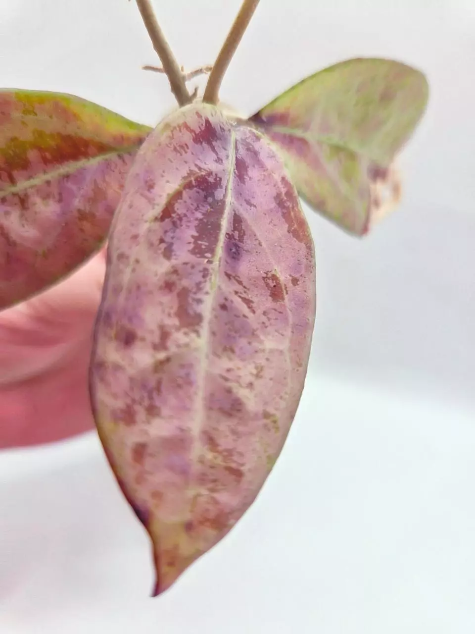 Hoya Snowman Cutting - has cosmetic damage from sunstress and bird nibbles thumbnail