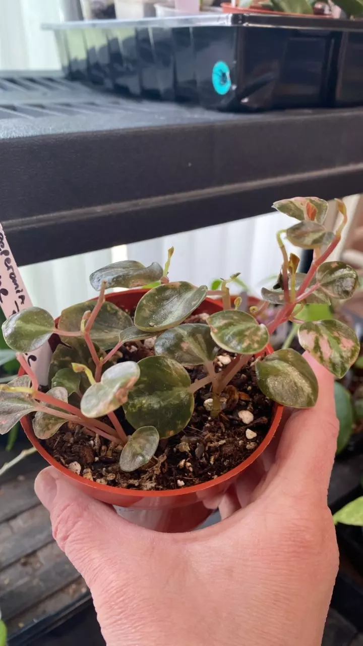 Peperomia Crème Brulee thumbnail