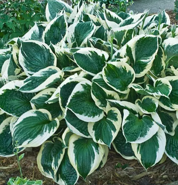 Hosta minute man thumbnail