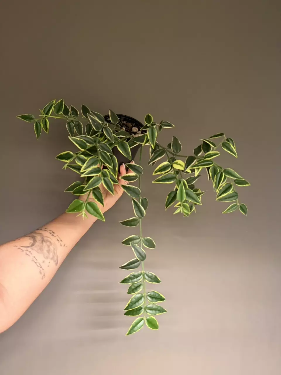 Hoya Bella Outer Variegated thumbnail