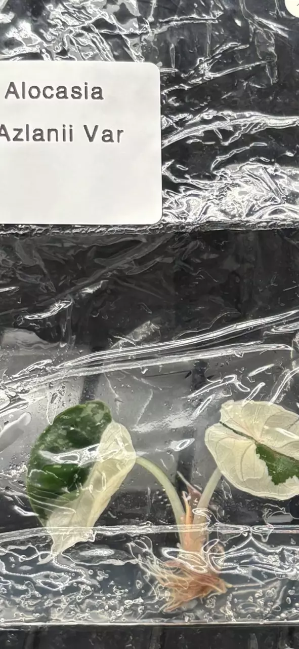 Preorder Azlanii Pink TC thumbnail