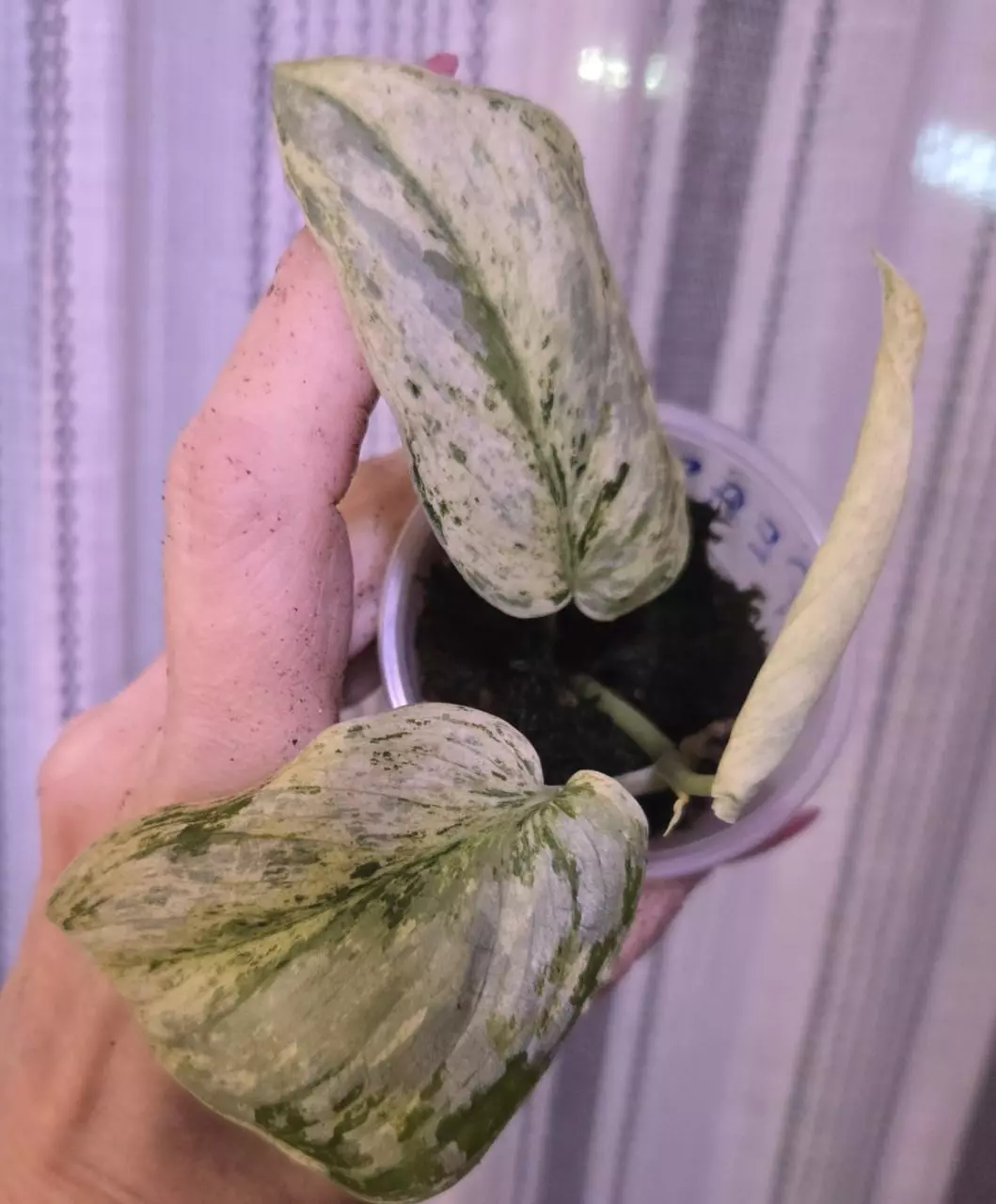 Peasun Scindapsus thumbnail