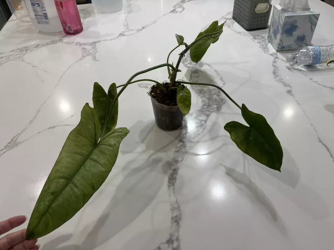 Philodendron Paraiso Verde Albo thumbnail