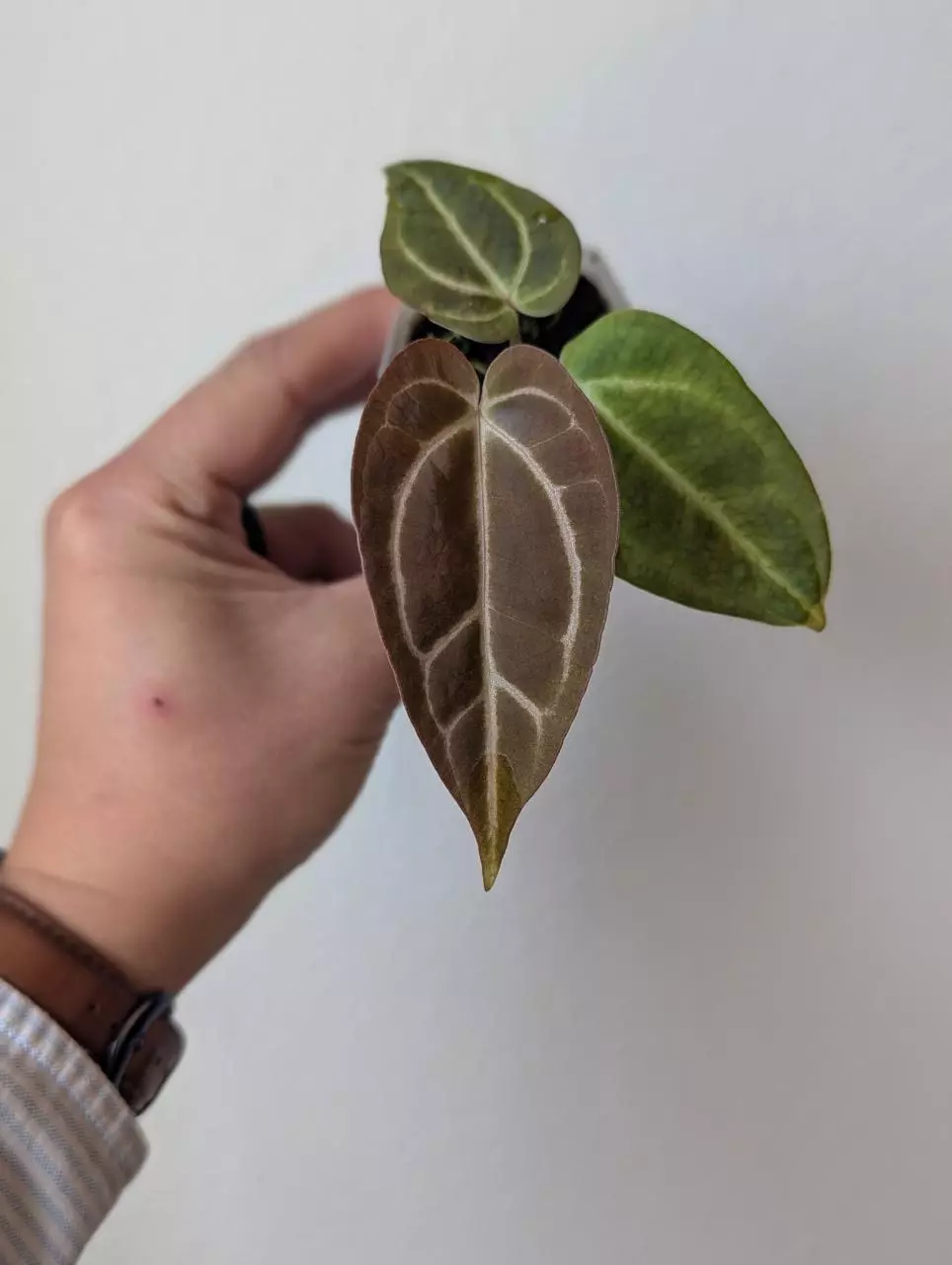 Stripey Mag/Carla x Stripey Select thumbnail