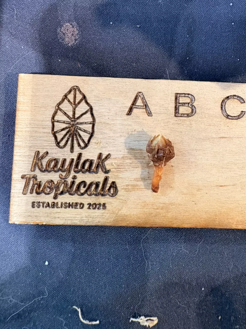 Watsoniana CORM thumbnail