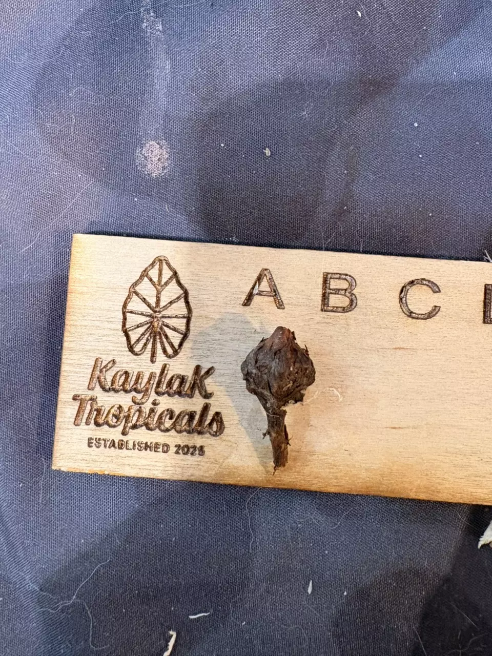 Pink Nobilis CORM thumbnail