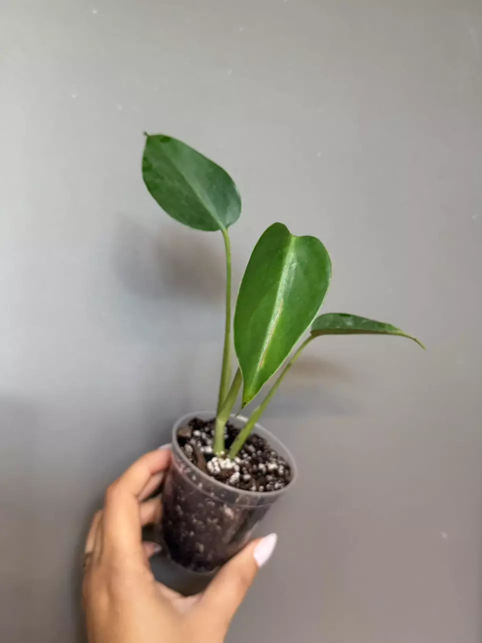 Monstera Sierrana thumbnail