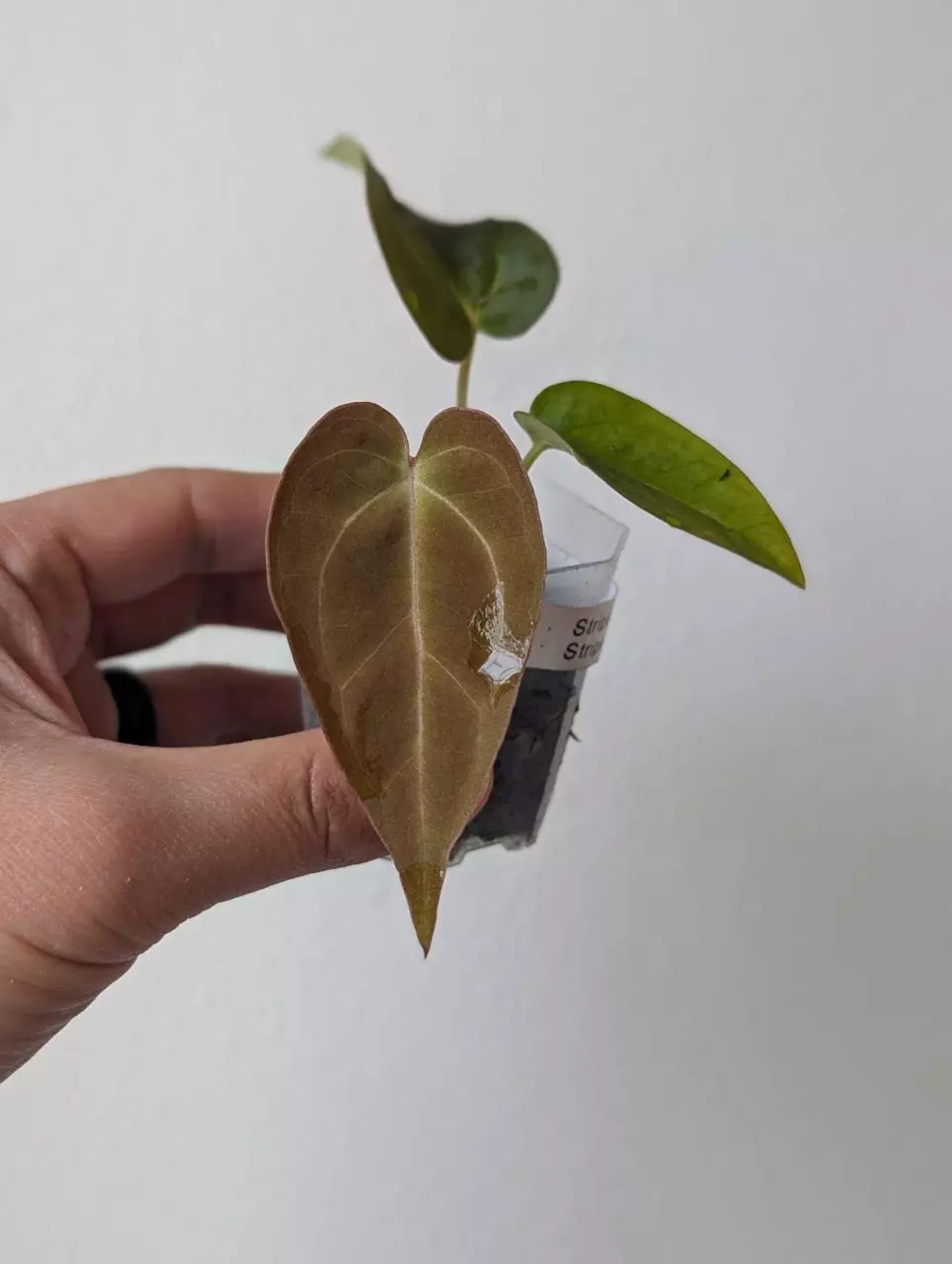 Stripey Mag/Carla x Stripey Select thumbnail