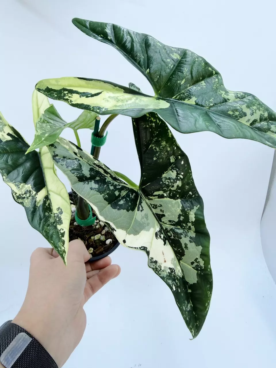 Alocasia 'Simpo' variegated (Albo) thumbnail