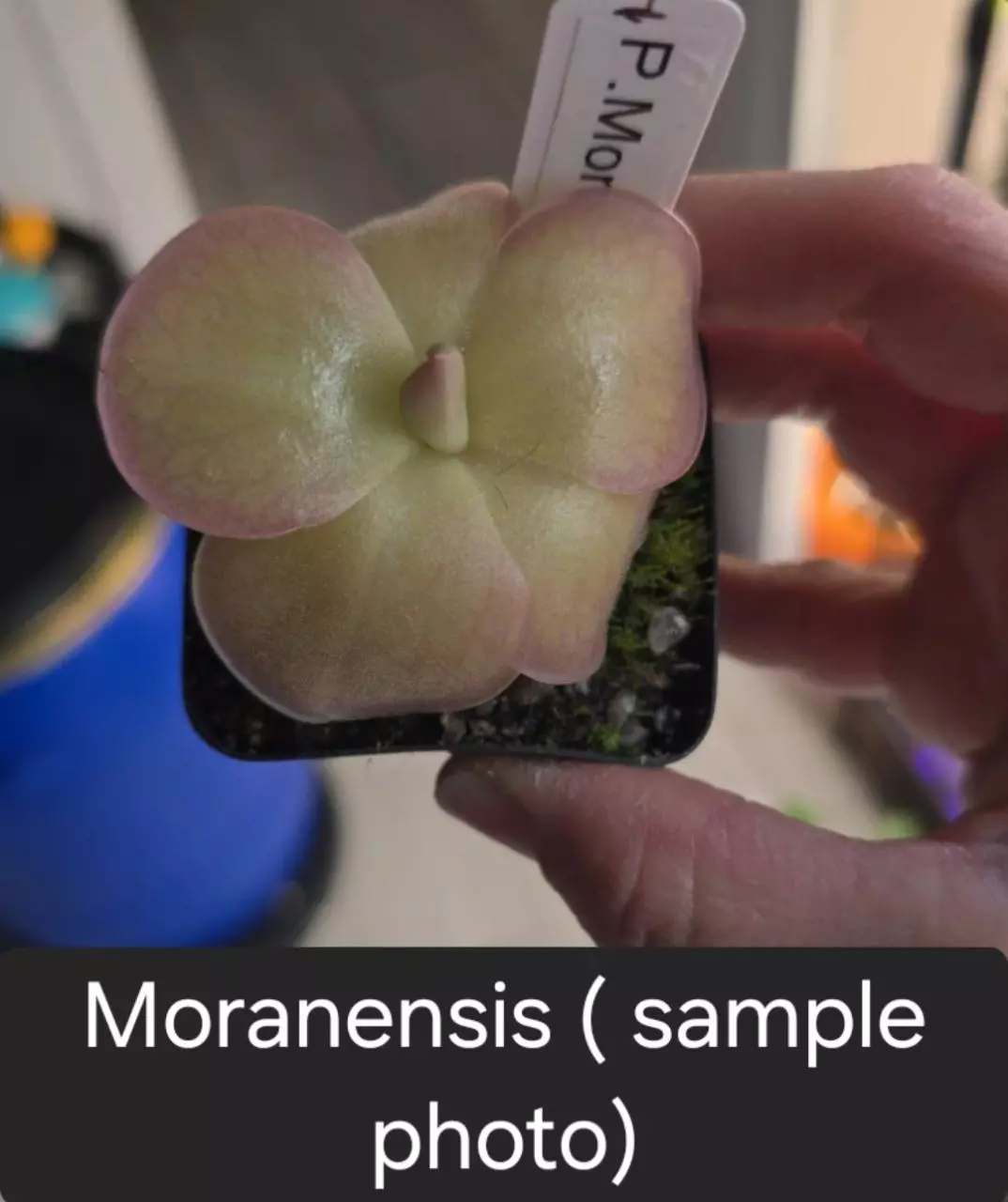 Ping Moranensis thumbnail